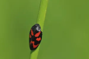 Froghopper species (Cercopis vulnerata)