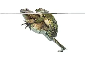 Frogs copulating under clear water