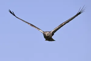 Frontal approaching male marsh harrier (Circus aeruginosus)