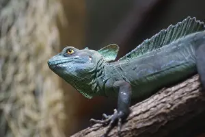 Frontal lobe basilisk, Basiliscus plumifrons
