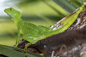 Frontal lobe basilisk, Basiliscus plumifrons