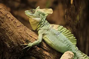 Frontal lobe basilisk (Basiliscus plumifrons)