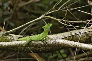 Frontal lobe basilisk (Basiliscus plumifrons)