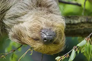 Frontal portrait of A Linnaeus's two-toed sloth (Choloepus didactylus)