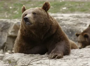 Frontal shot of a Brown Bear resting on the ground