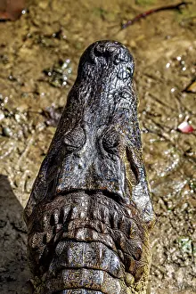 Frontal view of a crocodile on earth with focussed head
