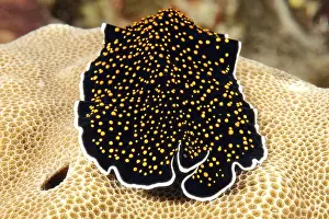 Frontal view of starry sky flatworm (Thysanzoon nigropapilosus) crawling on stone coral (Porites)