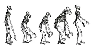 Frontispiece to the book „Evidence as to Man's Place in Nature