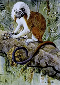 Frontispiece seniocebus meticulosus elliot