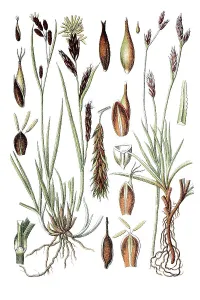 Frost Sedge (Carex frigida), left