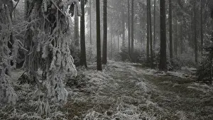 Frosty forest with foggy atmosphere and quiet