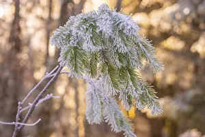 Frosty pine fronds in winter forest