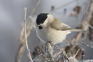 In frosty temperatures