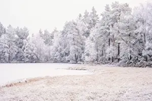 Frosty trees by a lake in the forest on a cold winter day