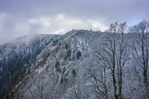 Frosty treetops above a wooded hill with thick clouds