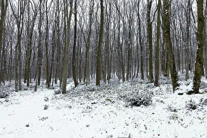 Frosty winter landscape in snowy forest