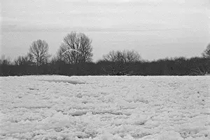 Frozen Elbe, swan flying over ice rink
