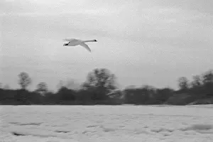 Frozen Elbe, swan flying over ice rink