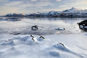 Category Scandinavia Prints: Frozen fjord in winter, Lofoten, Norway, Europe