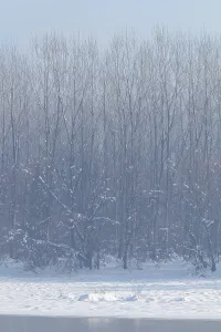 Frozen lake in forest. winter lake under snow