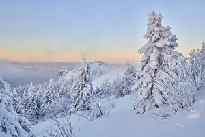 Frozen norway spruce or European spruce (Picea abies) tree at sunrise on mount Arber