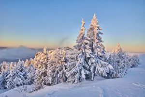 Frozen norway spruce or European spruce (Picea abies) tree at sunrise on mount Arber