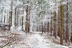 Frozen old pine trees in forest during winter