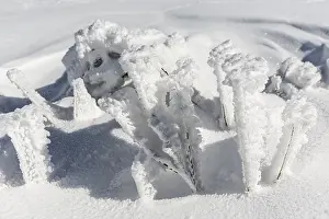 Frozen plants are covered with snow high up in the mountain top