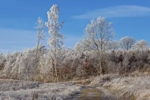 Frozen trees