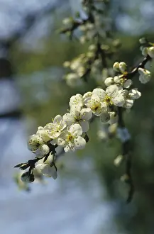 Fruit blossom (Prunus sp.)
