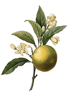 Fruit and blossoms of the orange
