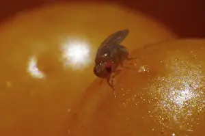 Fruit fly (Drosophila)