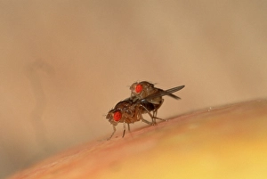 Fruit fly, pair, copulating (Drosophila melanogaster)