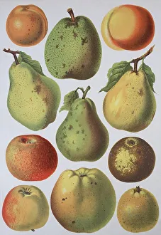 Fruit growing, various apples and pears
