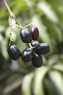 Category Historic EN Prints: Fruit, Jambul Jamun or Jamblang Syzygium cumini on branch of tree