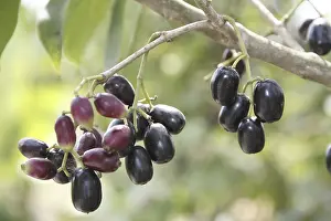 Category Historic EN Prints: Fruit, Jambul Jamun or Jamblang Syzygium cumini on branch of tree
