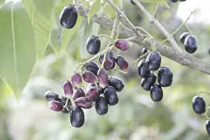 Category Historic EN Prints: Fruit, Jambul Jamun or Jamblang Syzygium cumini on branch of tree