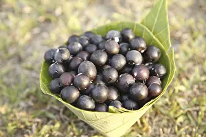 Category Historic EN Prints: Fruit, Karonda Karwanda Carissa carandas kept in conical leaf container
