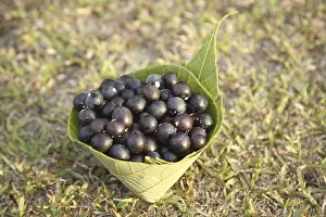 Category Historic EN Prints: Fruit, Karonda Karwanda Carissa carandas kept in conical leaf container