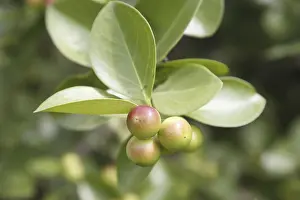 Category Historic EN Prints: Fruit, Karonda Karwanda Carissa carandas naturally grown on plant