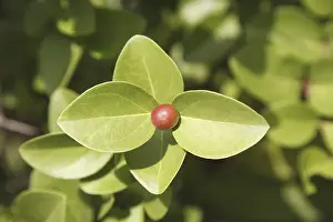 Category Historic EN Prints: Fruit, Karonda Karwanda Carissa carandas naturally grown on plant