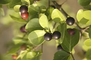 Category Historic EN Prints: Fruit, Karonda Karwanda Carissa carandas naturally grown on plant