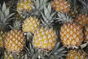 Category Historic EN Prints: Fruit, Pineapple Ananas comosus