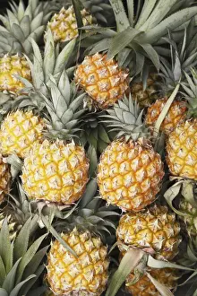 Category Historic EN Prints: Fruit, Pineapple Ananas comosus