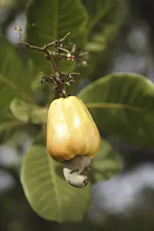 Category Historic EN Prints: Fruit, yellow cashew and seed mara??n Anacardium occidentale