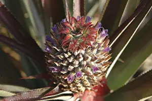 Category Historic EN Prints: Fruits, English Name Pineapple