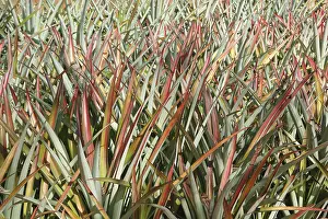 Fruits, English Name Pineapple