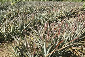 Category Historic EN Prints: Fruits, English Name Pineapple Botanical Name Ananas comosus