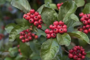 Fruits of the leather-leaved hawthorn or apple thorn (Crataegus x lavallei Carrierei)