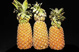 Category Historic EN Prints: Fruits, pineapples ananas comosus with leaves